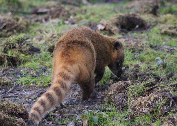 istock South American coati 827289284