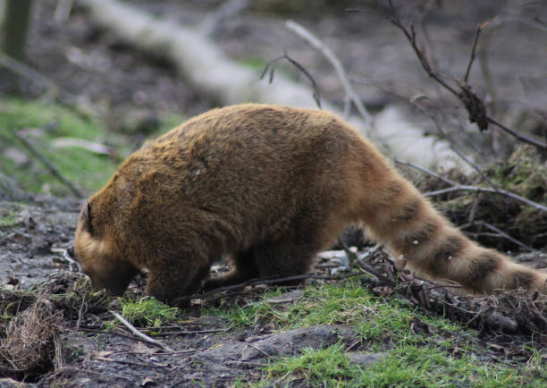 istock South American coati 827289346