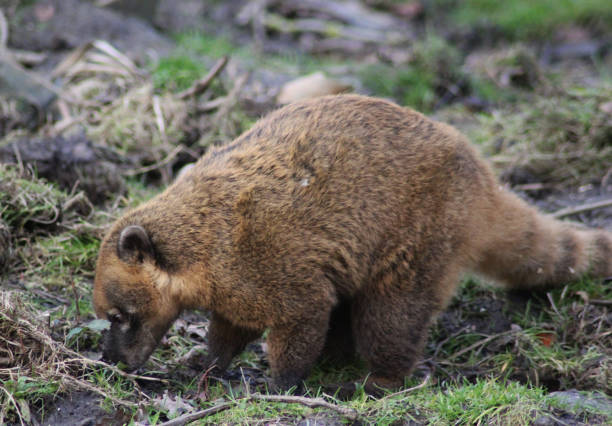 istock South American coati 827289372