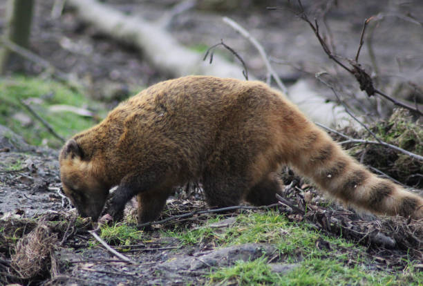 istock South American coati 827289376