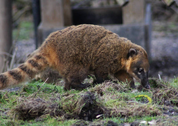 istock South American coati 827289384
