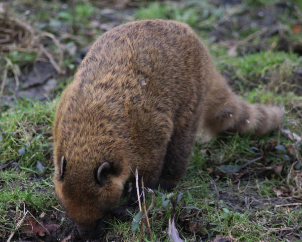 istock South American coati 827289390