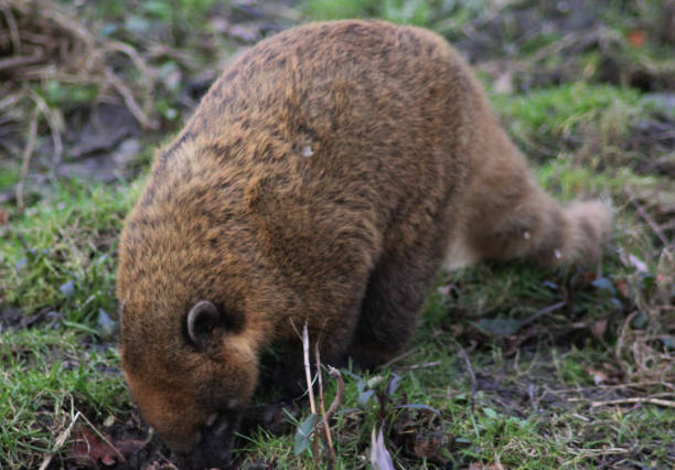 istock South American coati 827289394