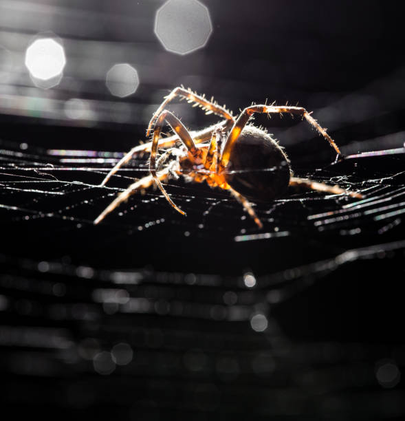istock The spider sits on a web on the hunt 827292450