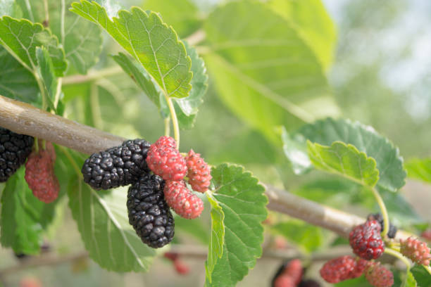 istock Ripe and unripe mulberry on the branch 827294972