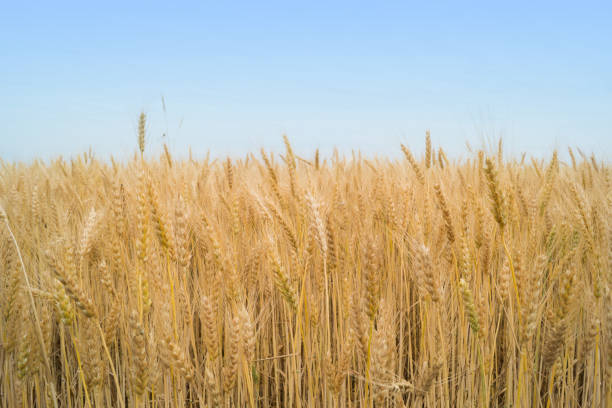 istock Field of weat and blue sky 827295128