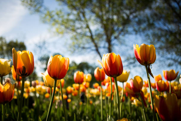 tulipanes en plena vigencia - ottawa tulip festival fotografías e imágenes de stock