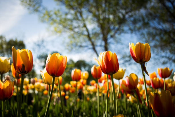 tulips in full force - ottawa tulip festival imagens e fotografias de stock