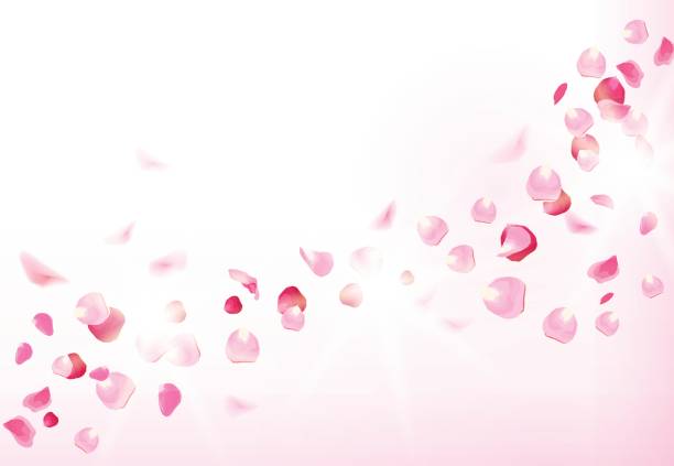 istock Pink rose petals is flying in the air with flares 827298730