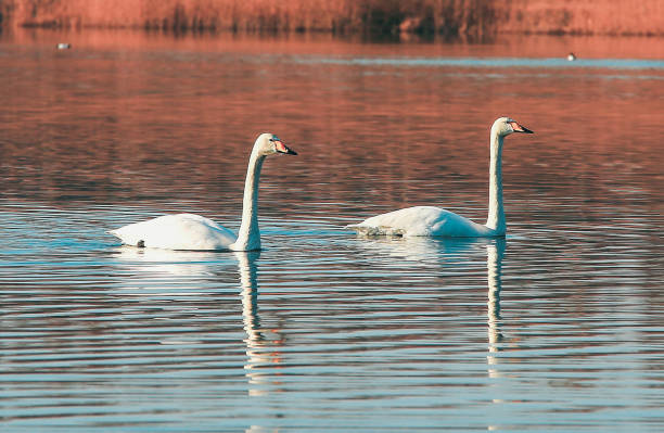 istock Swan couple on the lake 827298802
