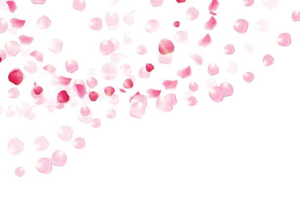 istock Pink rose petals is flying in the air with flares vector card 827298908