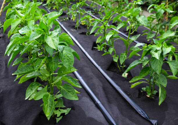 Bushes of sweet pepper, grown in a box for seedlings on a protective Polypropylene spunbond agriculture nonwoven. Use of micro-pouring Bushes of sweet pepper, grown in a box for seedlings on a protective Polypropylene spunbond agriculture nonwoven. Use of micro-pouring erosion control stock pictures, royalty-free photos & images