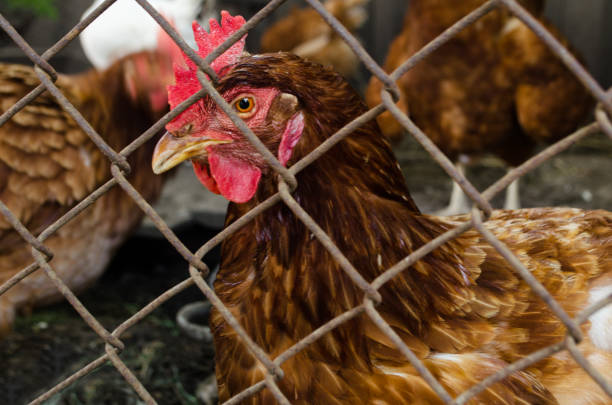istock Brown chicken looks through the hole of the grid 827299556