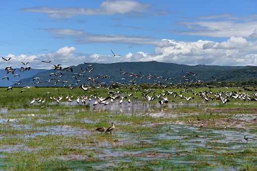Birds flying over Lake Manyara National Park.