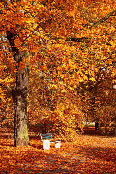 istock Bench in the autumn park 827302556