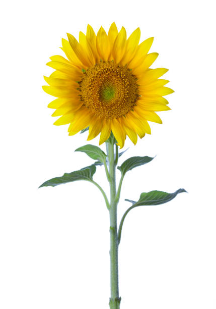istock Sunflower isolated on a white background. studio shot 827302748