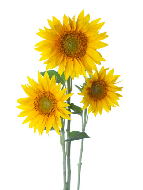 istock Three Sunflowers isolated on a white background. 827302918
