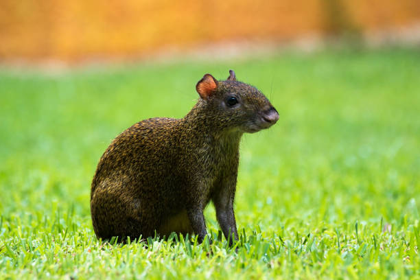 중앙 아메리카 agouti dasyprocta punctata입니다. 야생 동물입니다. - agouti 뉴스 사진 이미지