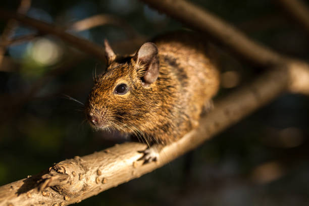 istock rodent degu on a branch 827305360