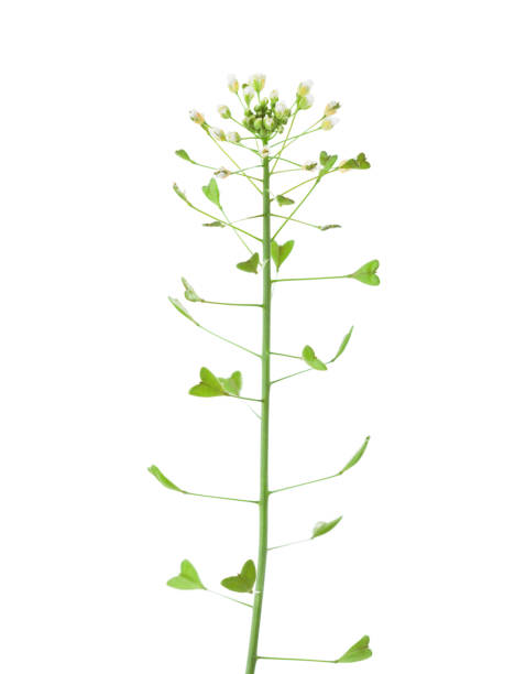 Capsella bursa-pastoris (shepherd's purse)  isolated on white background.