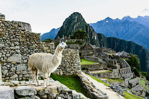 Llamas standing on the steps of the Inca ruins of the city of Machu Picchu