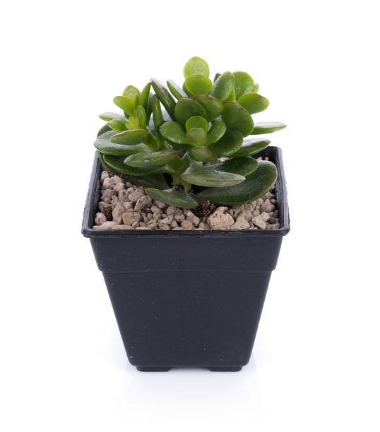 istock Succulent in pot isolated on white background 827308616