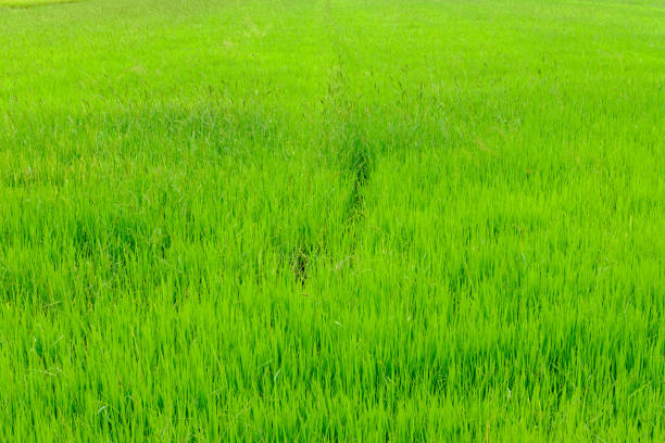 istock green rice fields of countryside in thailand 827308762