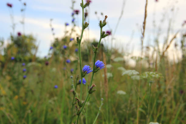istock wildflowers in the early morning 827308836