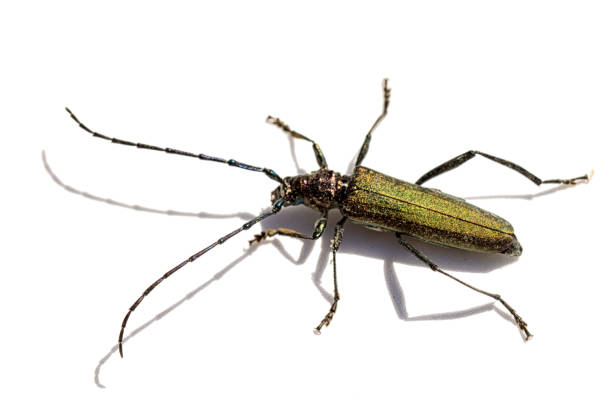 istock Longhorn beetle isolated on white background 827309290