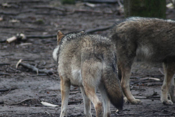 the eurasian wolf (canis lupus lupus) - wolf norway woods winter imagens e fotografias de stock