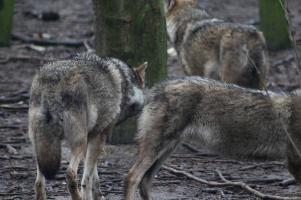 il lupo eurasiatico (canis lupus lupus) - wolf norway woods winter foto e immagini stock