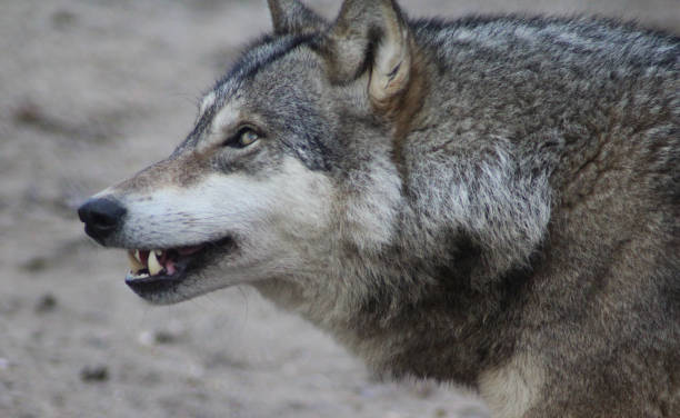 il lupo eurasiatico (canis lupus lupus) - wolf norway woods winter foto e immagini stock