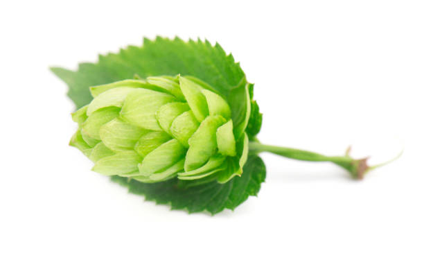 istock Fresh green hop branch, isolated on white background 827312480