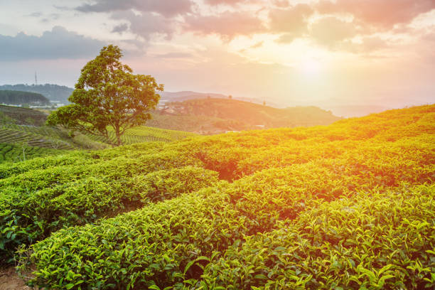 istock Bright green tea bushes and tree on sunset sky background 827319406