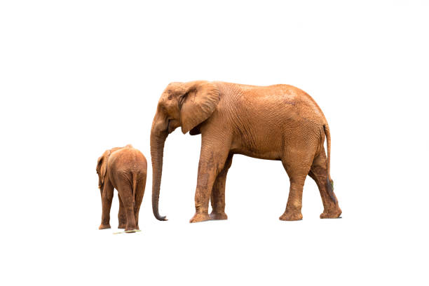 istock Isolated of africa elephants on white background 827319468
