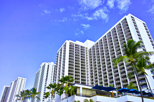 A Low Angle View of Lush Palm Trees with a Tall Building in the Background in Miami Beach, Florida in February of 2024