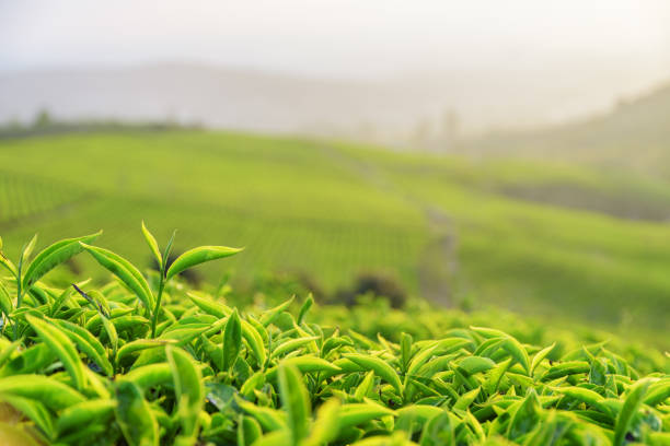 istock Scenic upper fresh bright green tea leaves at tea plantation 827319752