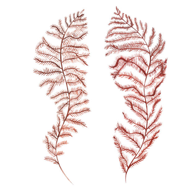 istock Seaweed sea life object isolated on white background. Watercolor hand drawn painted illustration. Underwater watercolor background illustration. 827320666