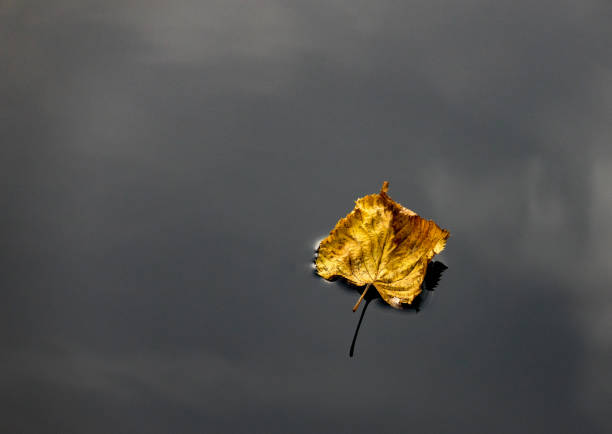 istock The autumn leaf of water surface of a pond 827326310