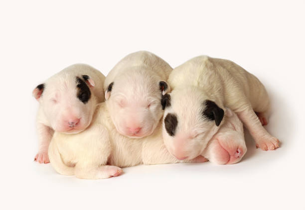 Cтоковое фото Четыре щенка бультерьера, десять дней, лежащие в стороне на белом фоне