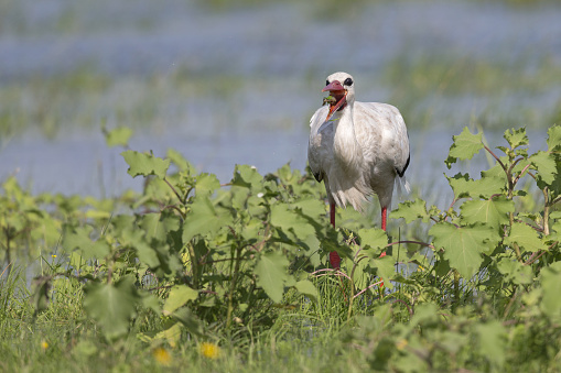 foraging for food,searching in the water,walking in the swamps,flooded fields,large bird,