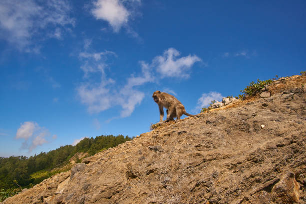 istock monkey at kelimutu lake flores indonesia 827326920