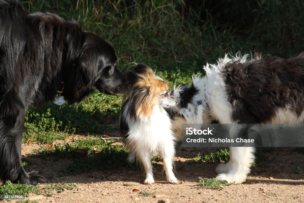 Dogs Meeting Agricultural Field Stock Photo