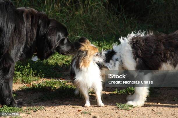 Dogs Meeting Stock Photo - Download Image Now - Agricultural Field, Alertness, Animal
