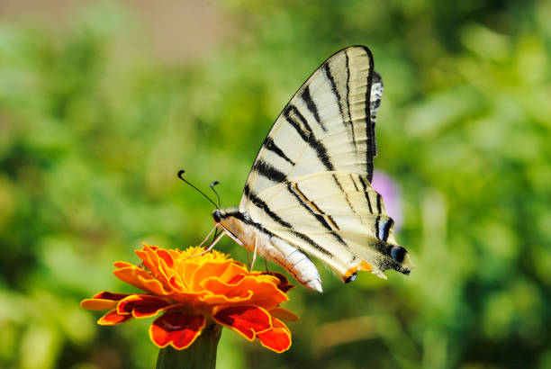 istock The scarce swallowtail on flower 827327986
