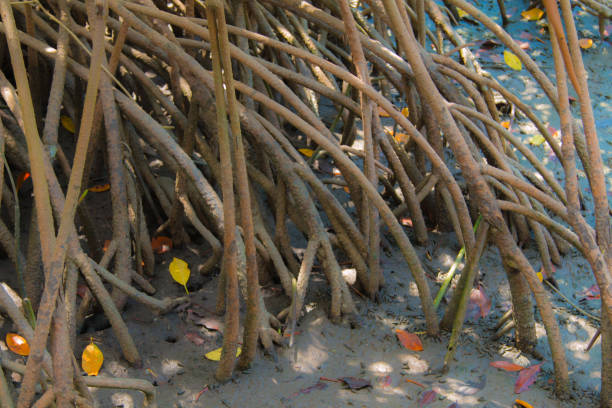 istock mangrove  forest inThailand 827328242