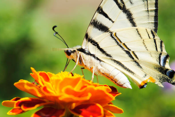 istock The scarce swallowtail on flower 827328676