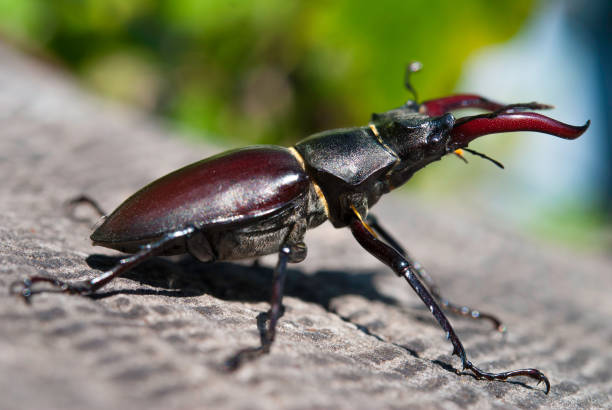 istock Male Lucanus cervus 827328898