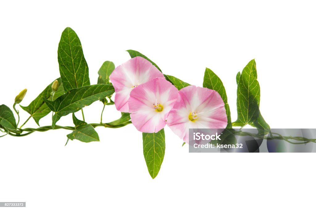 Pink bindweed isolated Pink bindweed isolated on white background Arthropod Stock Photo