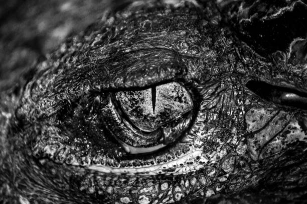 istock Black and white eyes of hunter . 827337830